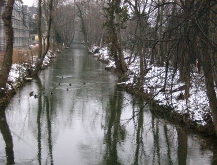Enten im Kanal
