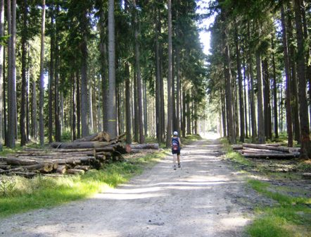 Schner Weg durch den Hochwald