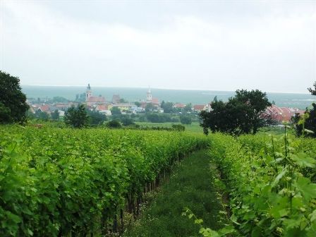 Blick ber die Weingrten nach Rust