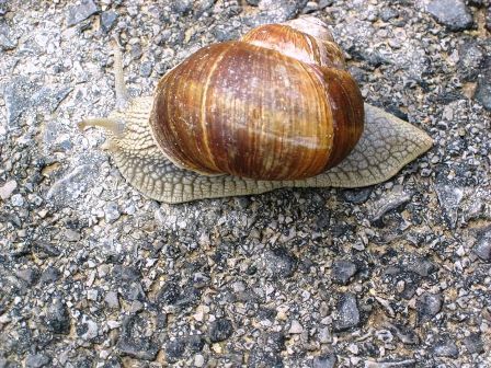 Nicht nur Schnecken sind heute unterwegs...