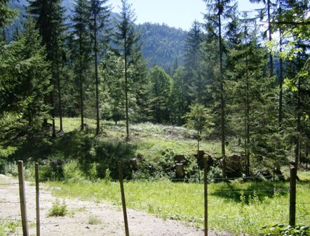 Anstieg durch den Wald auf den Kulm