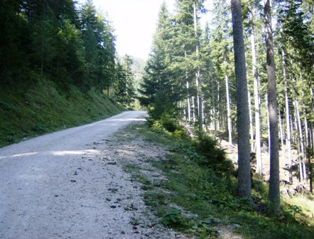 Schner, gut begehbarer Waldweg