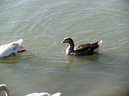 Ente oder Schwan?
