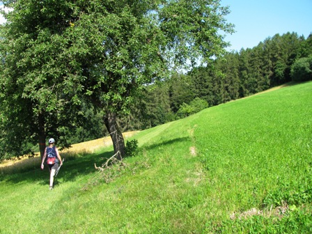 ...über Wiesen und durch Wälder