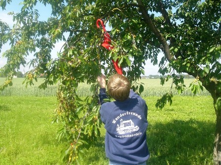 Kirschen müssen her!