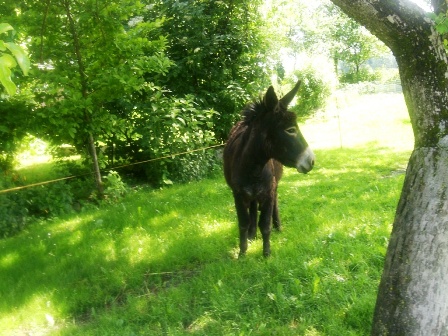 Wo kommen die denn her? ...