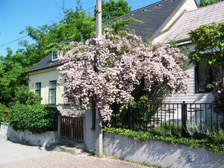 Schön blühende Büsche...