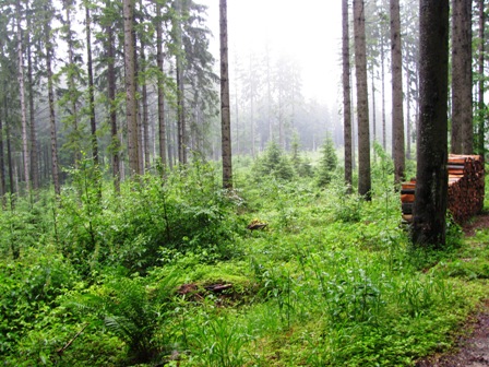 Blick in den sehr schönen Wald rund um Bärnkopf