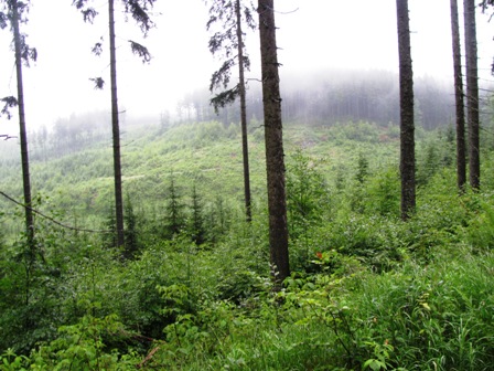 Mystischer Dunst liegt in den Wäldern