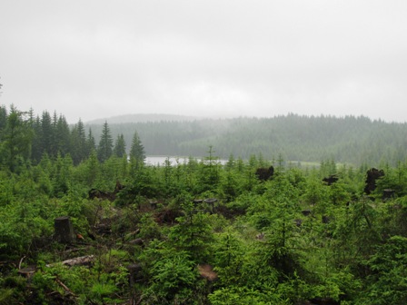 Blick zum Hubertusteich