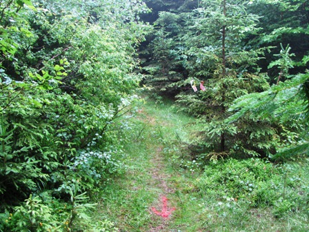 Der Weg durchs nasse und verwachsene Gebüsch