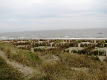 Gras am Sandstrand