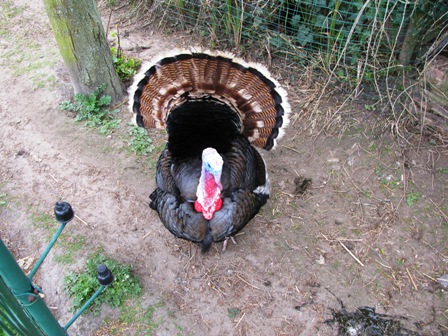 Interessante Vögel wundern sich über die zahlreichen Wanderer
