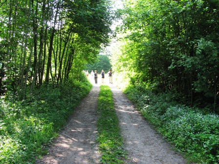 Über diesen herrlichen Waldweg gehts weiter