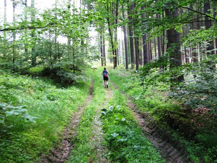 Auf einem herrlichen Weg durch den Wald