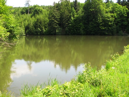 Schöne Teiche inmitten des Waldes
