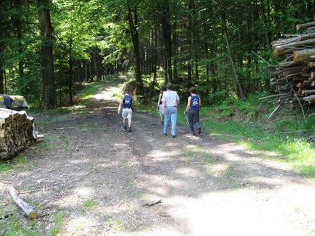 Auf herrlichen erholsamen Waldwegen wird gewandert