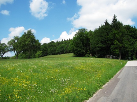 Ein weiterer Blick über eine blühende Wiese