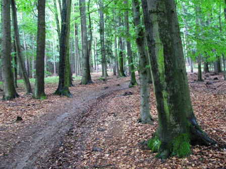 Schöner aber matschiger und damit schwer zu gehender Weg...