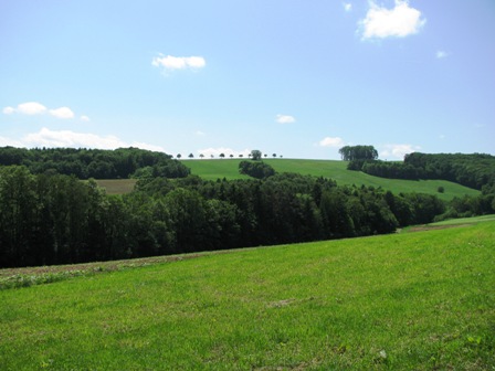 Baumallee am Horizont