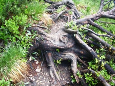 Sehr rutschige Latschenwurzeln müssen besonders vorsichtig passiert werden