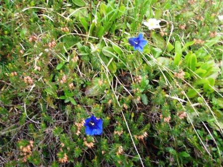 Blau blau blau blüht der Enzian