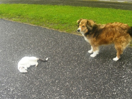 Was macht denn der komische Kater da?