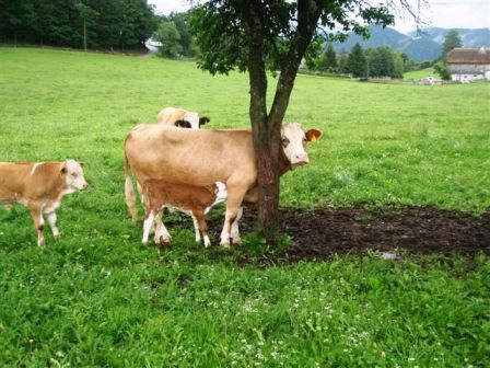 Diese Kuh möchte gerne Verstecken spielen, aber der Baum ist etwas zu dünn