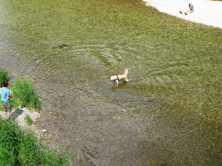 Hundebad in der Traisen