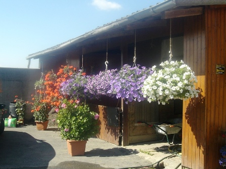 Das übliche Blumenmeer an der 1.K+L in Einöd