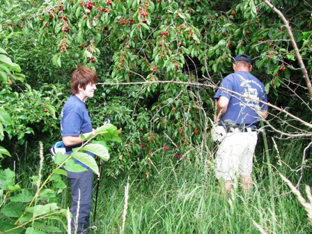 Die Quaxis beim Kirschenverkosten