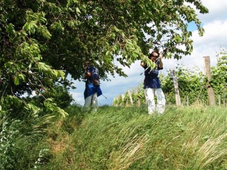 Die dürfte wieder eine andere Sorte sein - na dann kost ma's