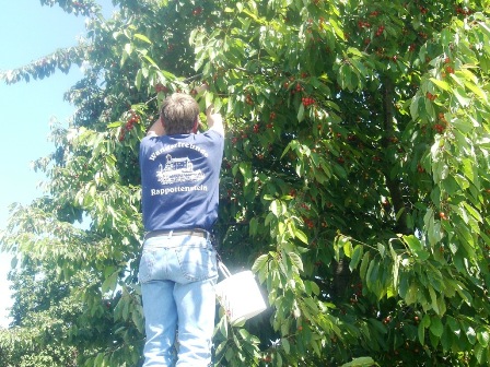 ...und natürlich die Vorräte für Zuhause auffüllen - vielen Dank nochmals an die Labestelle in Einöd für die herrlichen Kirschen