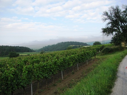 Fernblick über die Weinrieden