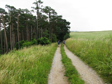 Auf einem schönen Weg zum Wald...
