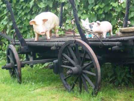 Dieses Schwein hat irgendwie ein Lächeln im Gesicht