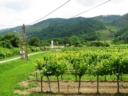 Blick über die Weinstöcke Richtung Schönberg am Kamp