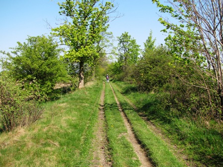 Weg entlang von großen Feldern