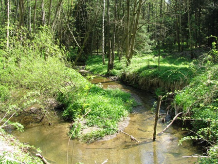Ein Bach durch das Naturschutzgebiet