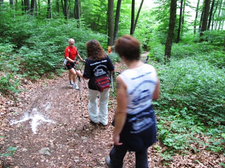 Durch den Wald Richtung Kammersteiner-Hütte