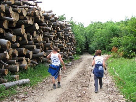 Die Quaxis am Weg - jede Menge Holz am Wegesrand