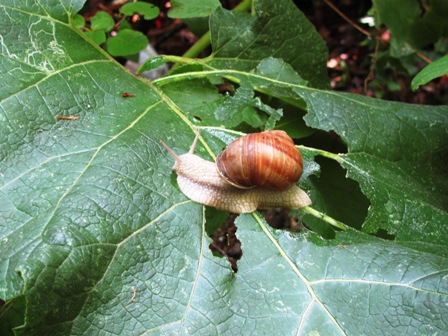 Schnecken sind nur neben dem Weg