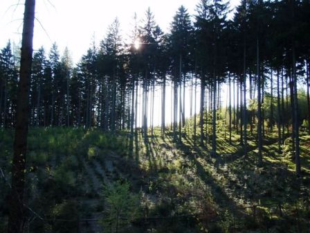 Die Sonne legt sich in den herrlichen Wald