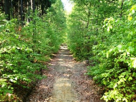 Diesen Pfad nehmen wir