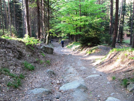 Über diesen schönen Steig gehts bergan