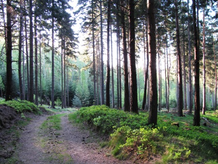 Blick in den wunderschönen und ruhigen Wald