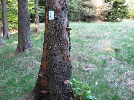 Wegweiser auf einem Baum mit Pilzen