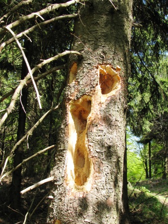 Nicht schlecht - Herr Specht!