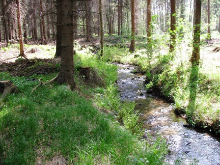 Ein Bächlein im Wald...