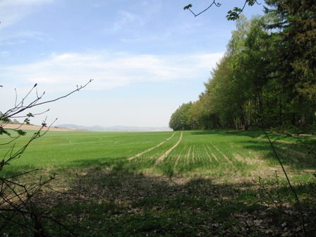 Blick über einen schönen Waldrand